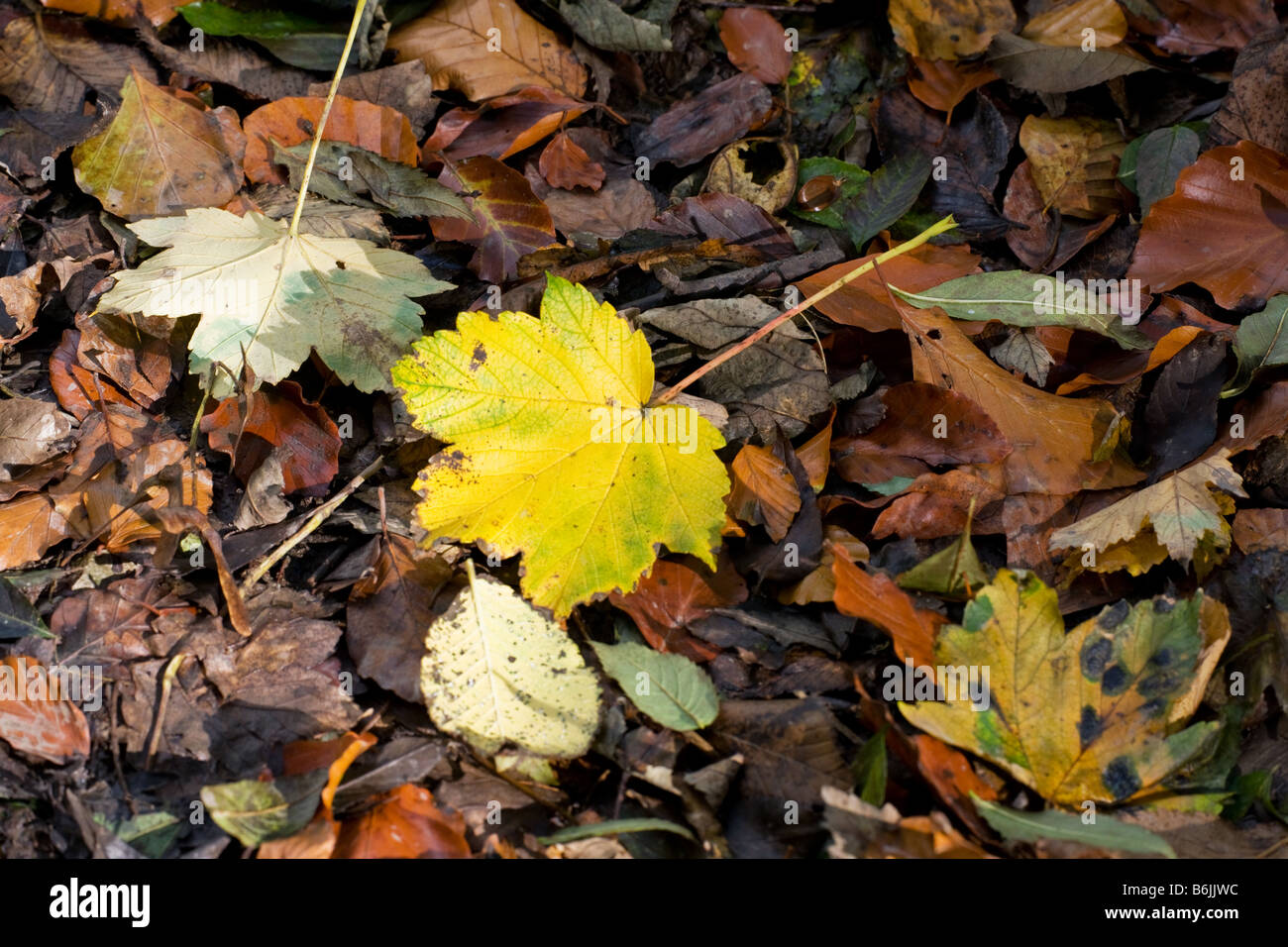 Fallen deciduous leaves in autumn on woodland floor at Linacre ...