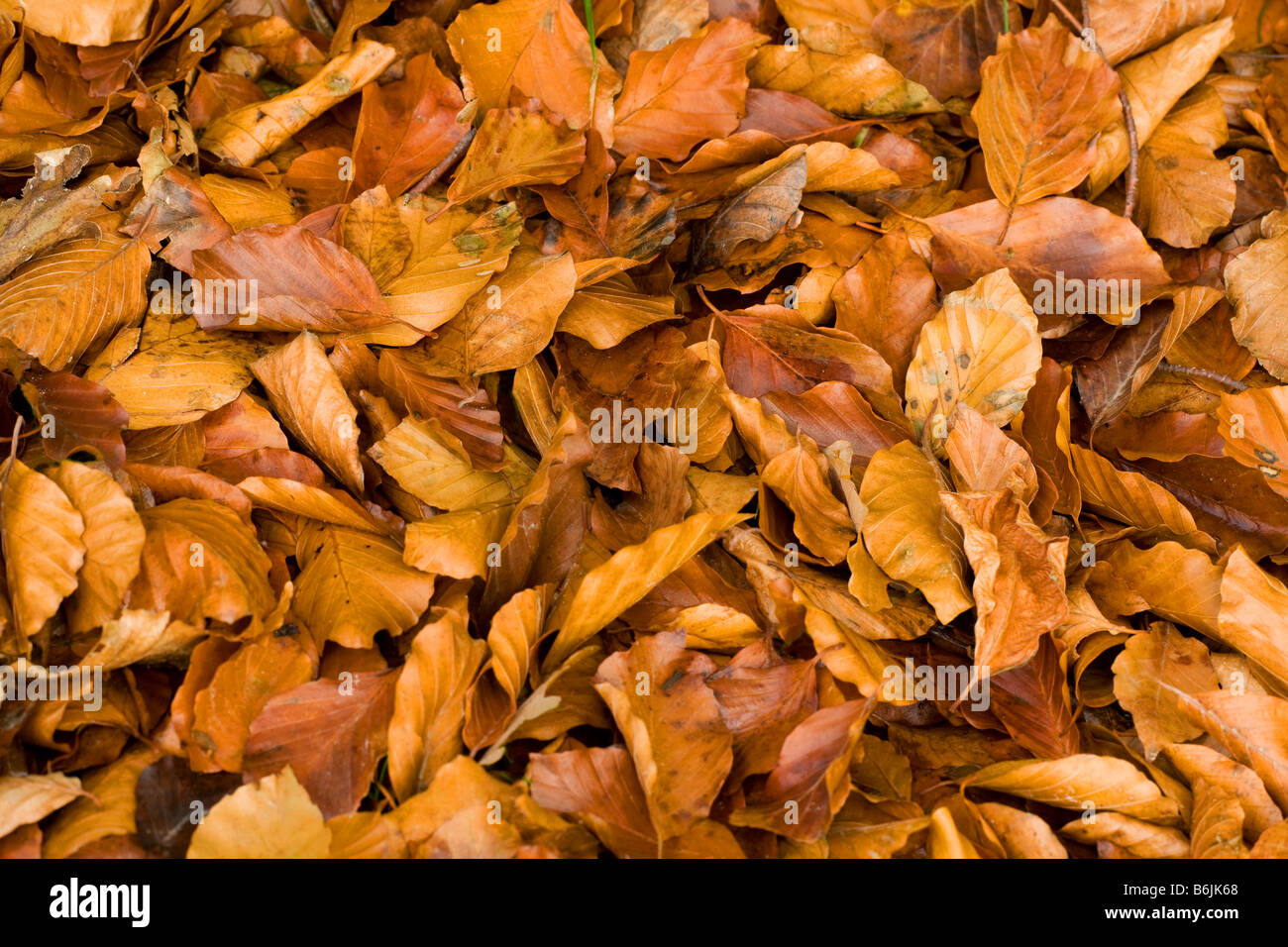 Beech Fagus sylvatica a carpet of fallen leaves on woodland floor Stock Photo