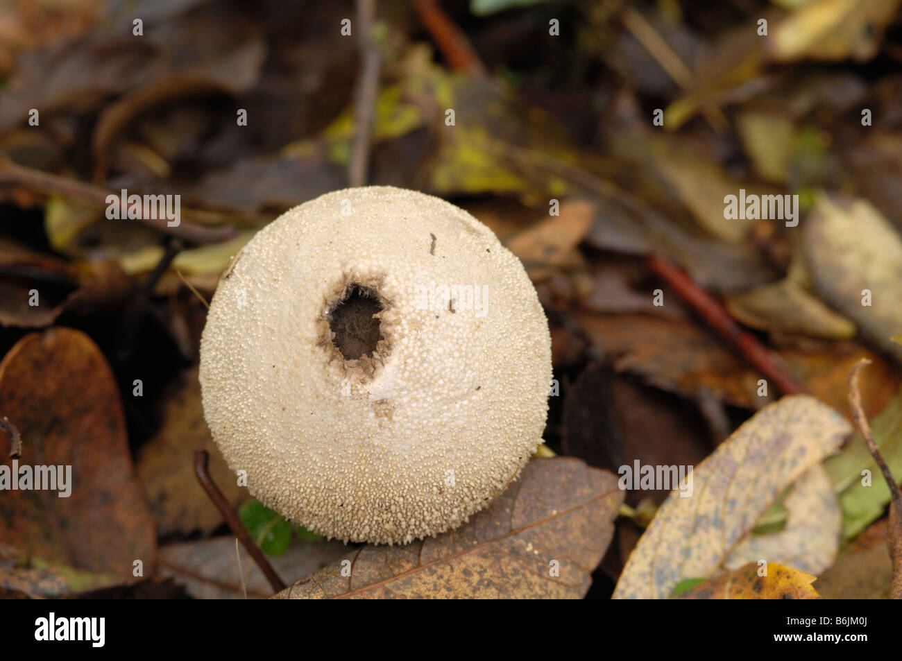 Common Puffball fungus, lycoperdon perlatum, after releasing its spores, Fleet Valley, Dumfries & Galloway Stock Photo
