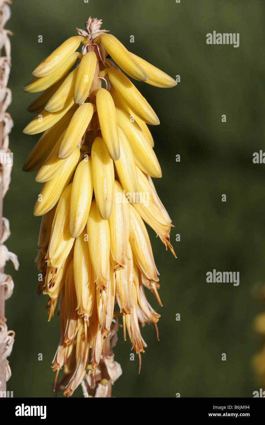 blauregen an altem baum Weier Blauregen Alba auf Stamm - Wisteria sinensis alba