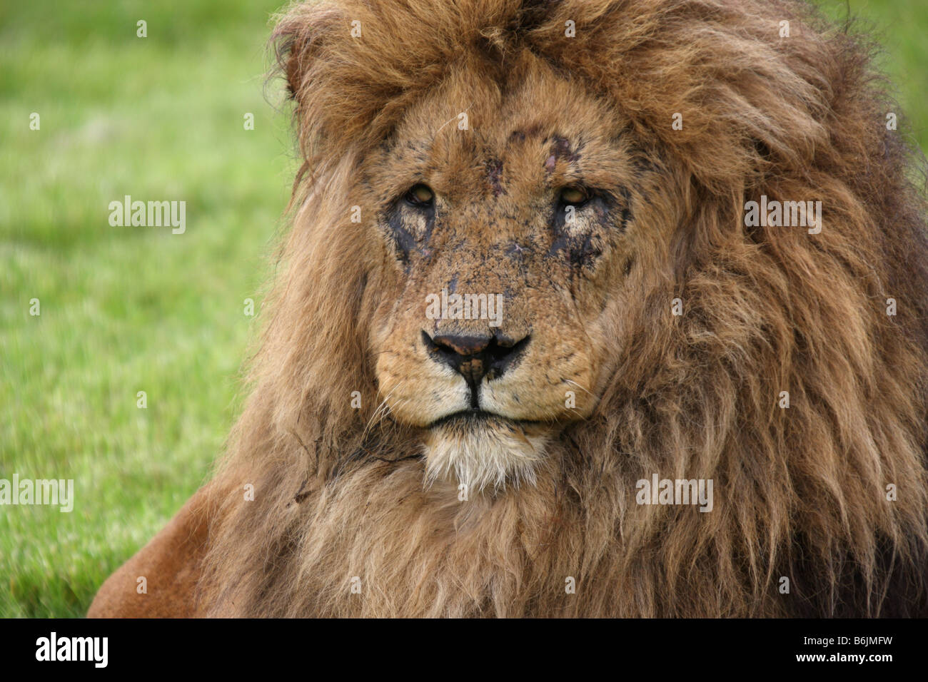 Old lion with scarred face Stock Photo