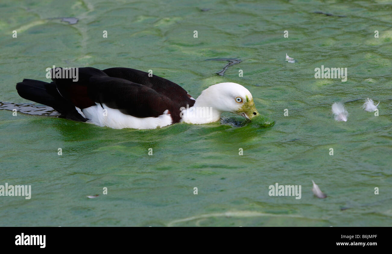 Radjah shelduck, swimming in pond water covered by algal bloom Stock Photo