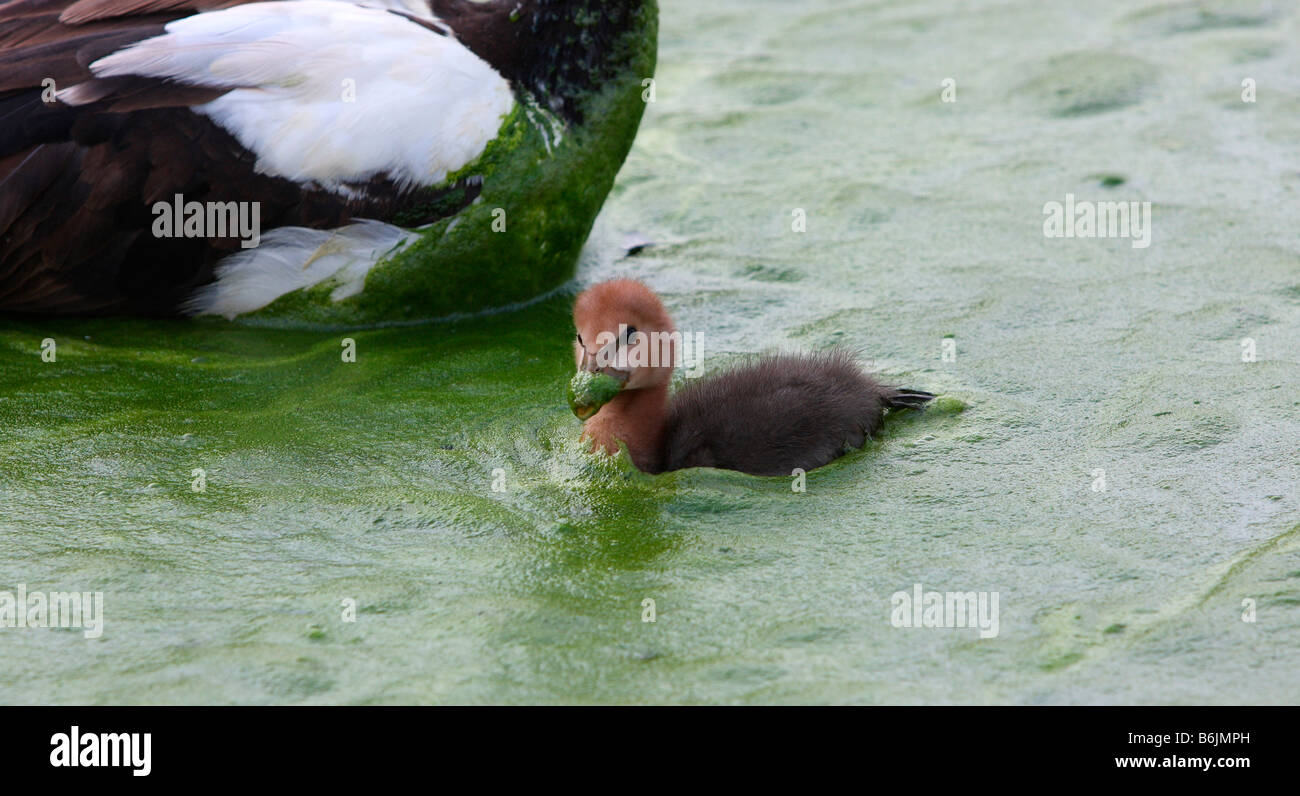 Young magpie goose, swimming in pond water covered by algal bloom Stock Photo