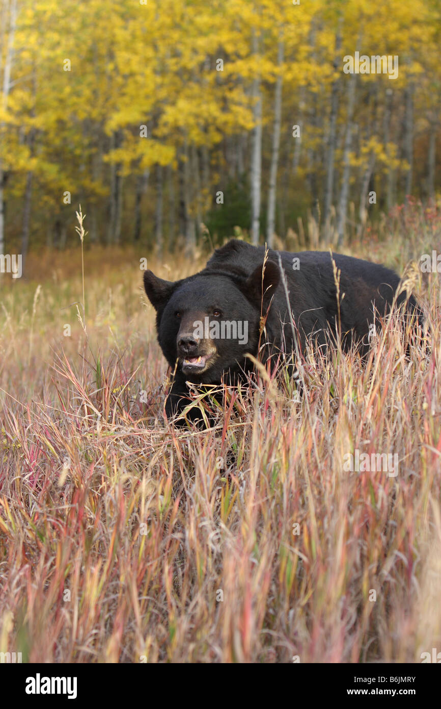 American black bear Stock Photo