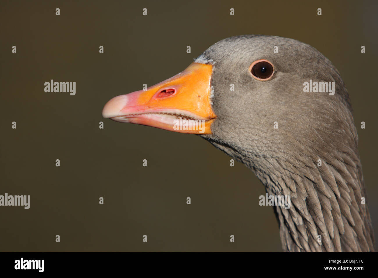 Western greylag goose, Anser anser anser, closeup of head Stock Photo