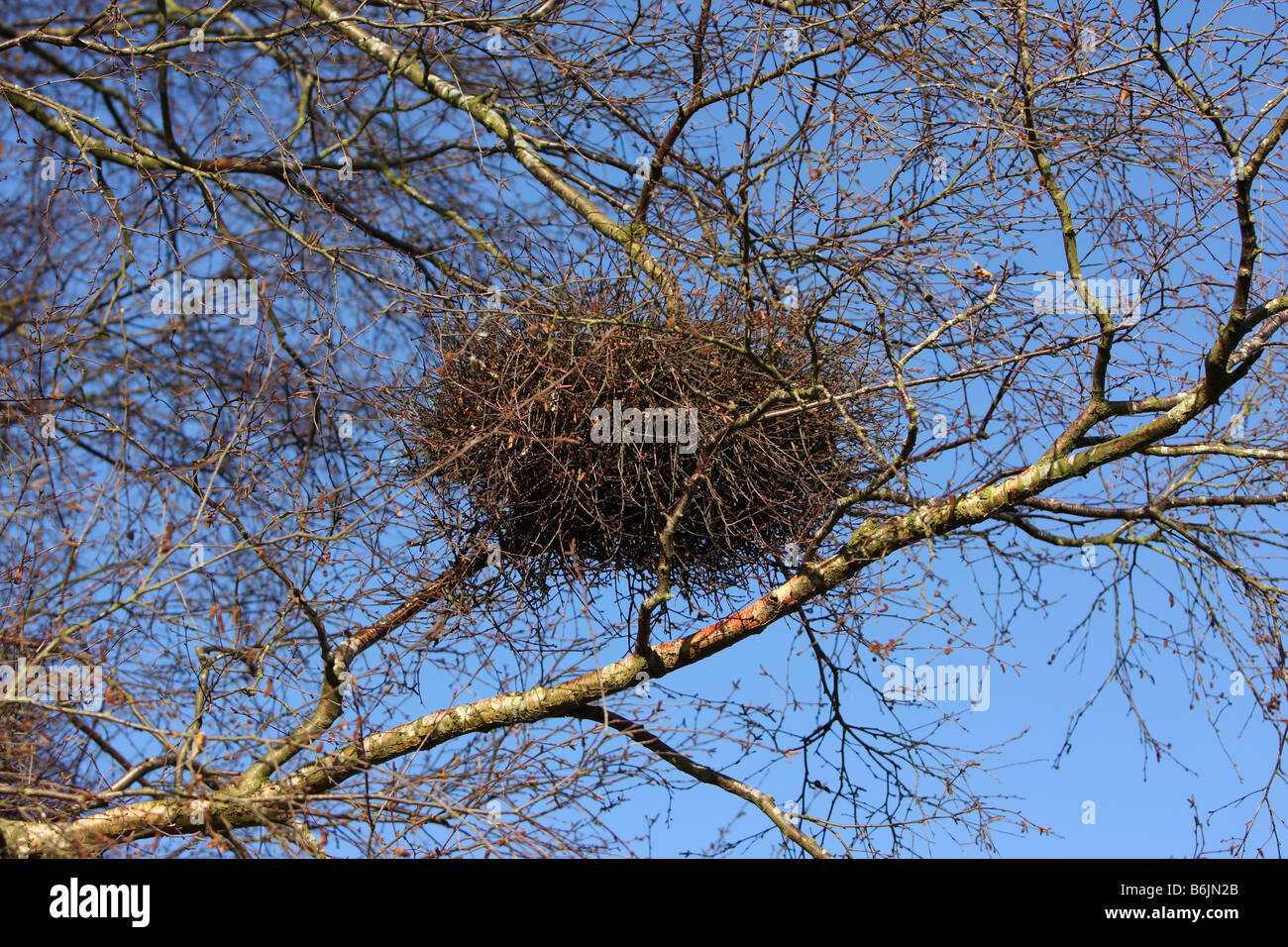 Witches broom growth on birch tree Stock Photo