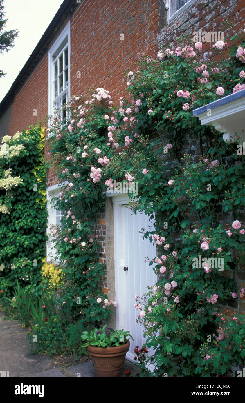 Jane austen rose hi-res stock photography and images - Alamy