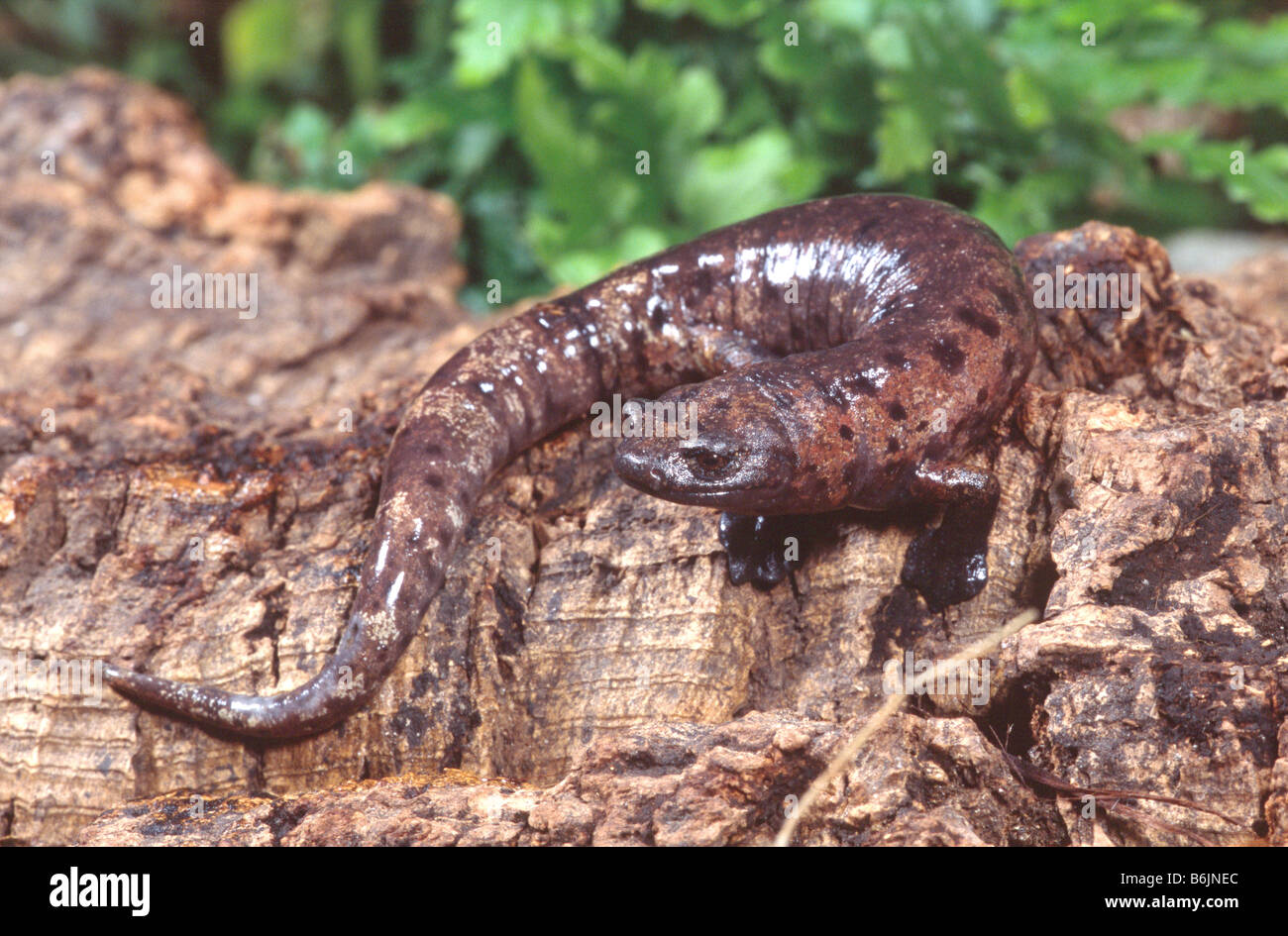 Palm Salamander, Bolitoglossa dofleini, Native to Honduras Stock Photo
