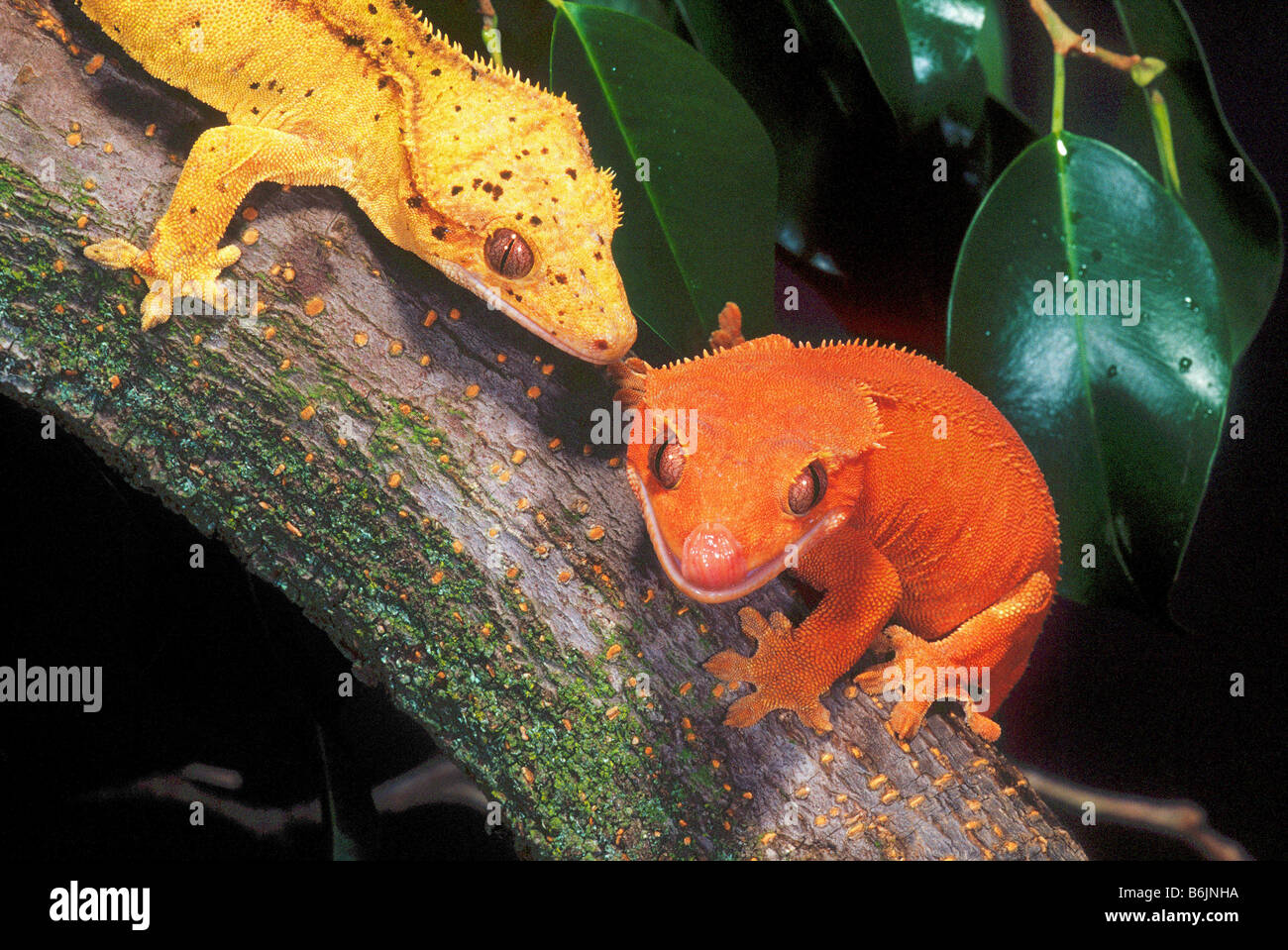 New Caledonia Crested Geckos, Rhacodactylus ciliatus, Native to New Caledonia Stock Photo