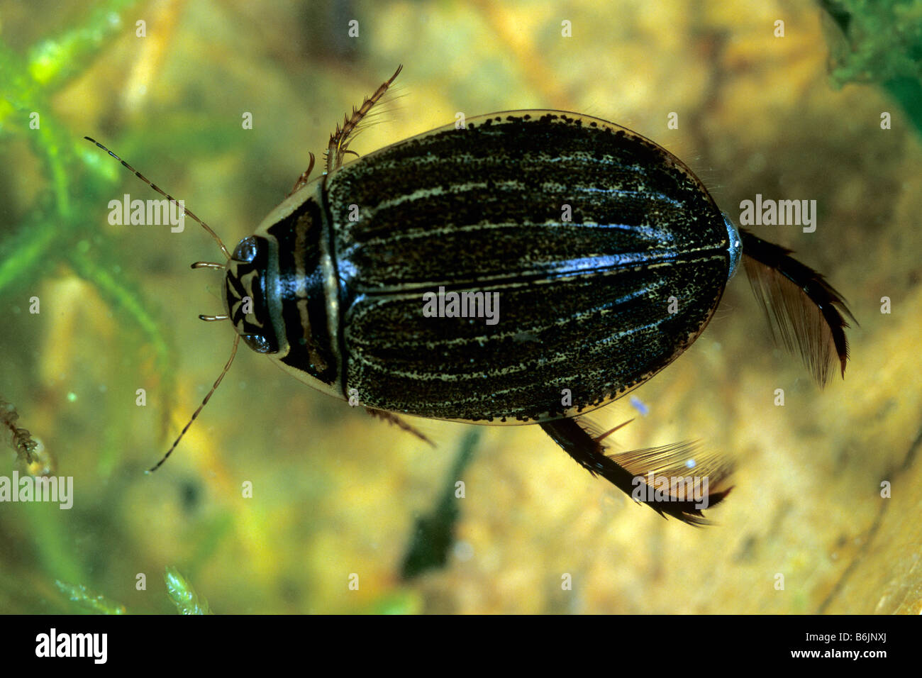 Diving Beetle (Acilius sp.), swimming under water Stock Photo