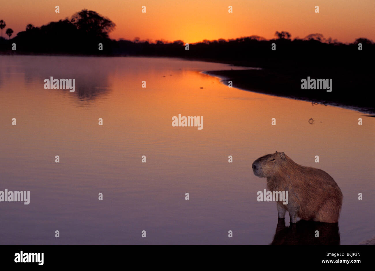 Capybara sitting hi-res stock photography and images - Alamy