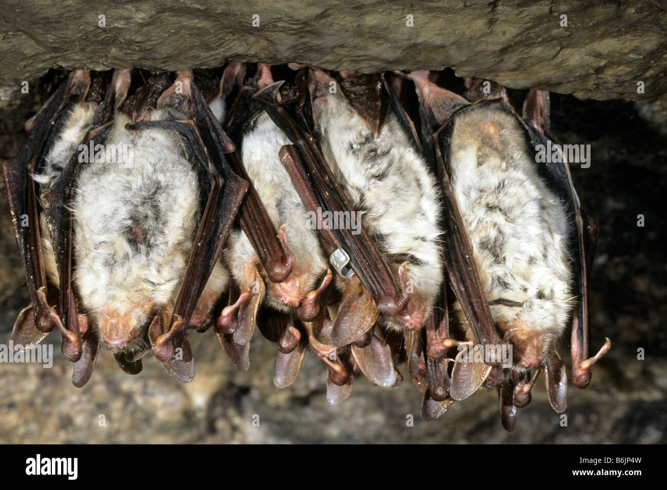 Greater Mouse-eared Bat (Myotis myotis), group hanging from a roof Stock Photo