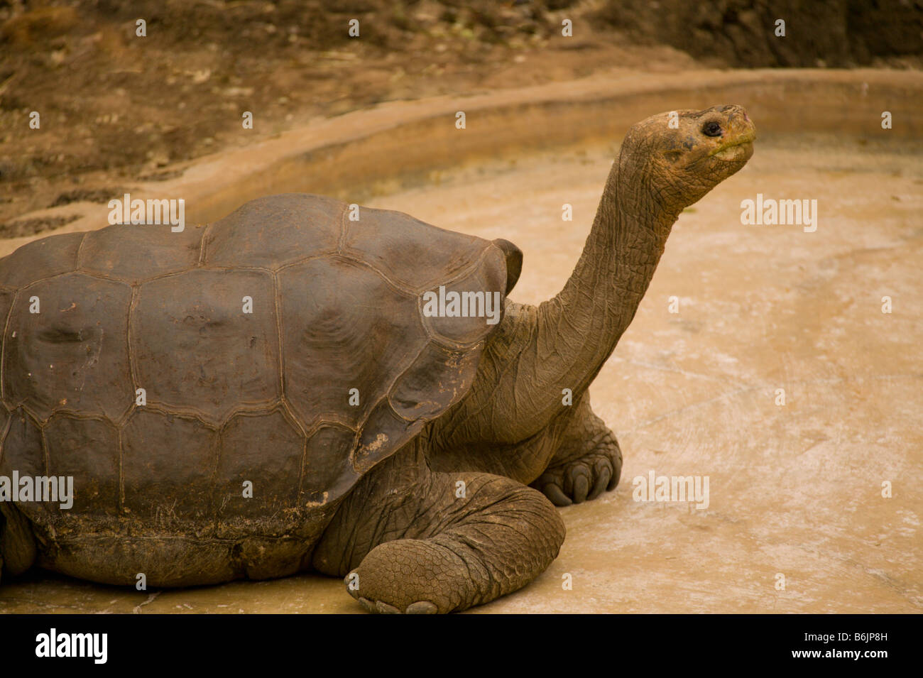 Ecuador, Santa Cruz Island, Galapagos Islands National Park, Lonesome George-Giant Tortoise from Pinta Island Stock Photo