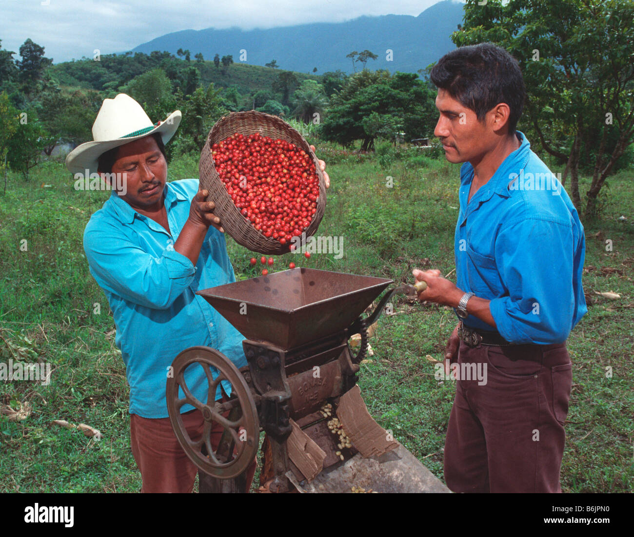 Mexico, Chiapas. Tzeltal Indians de-pulp organic coffee in Ejido San Luis. It is shade-grown in the Lacandon rainforest. Stock Photo