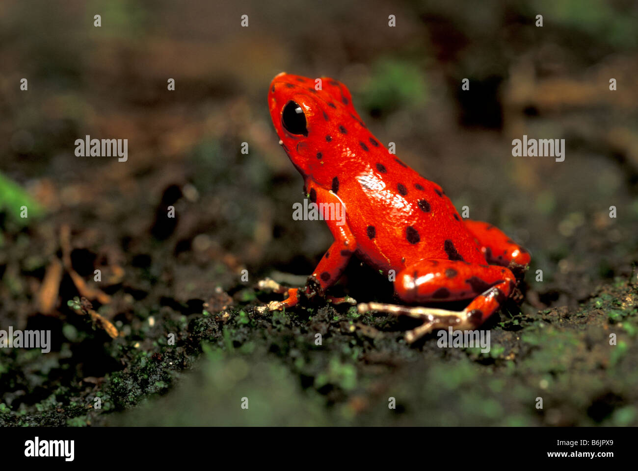 Toros Frog CA, Panama, Barro Colorado Island, red poison dart frog from Bocas del ...