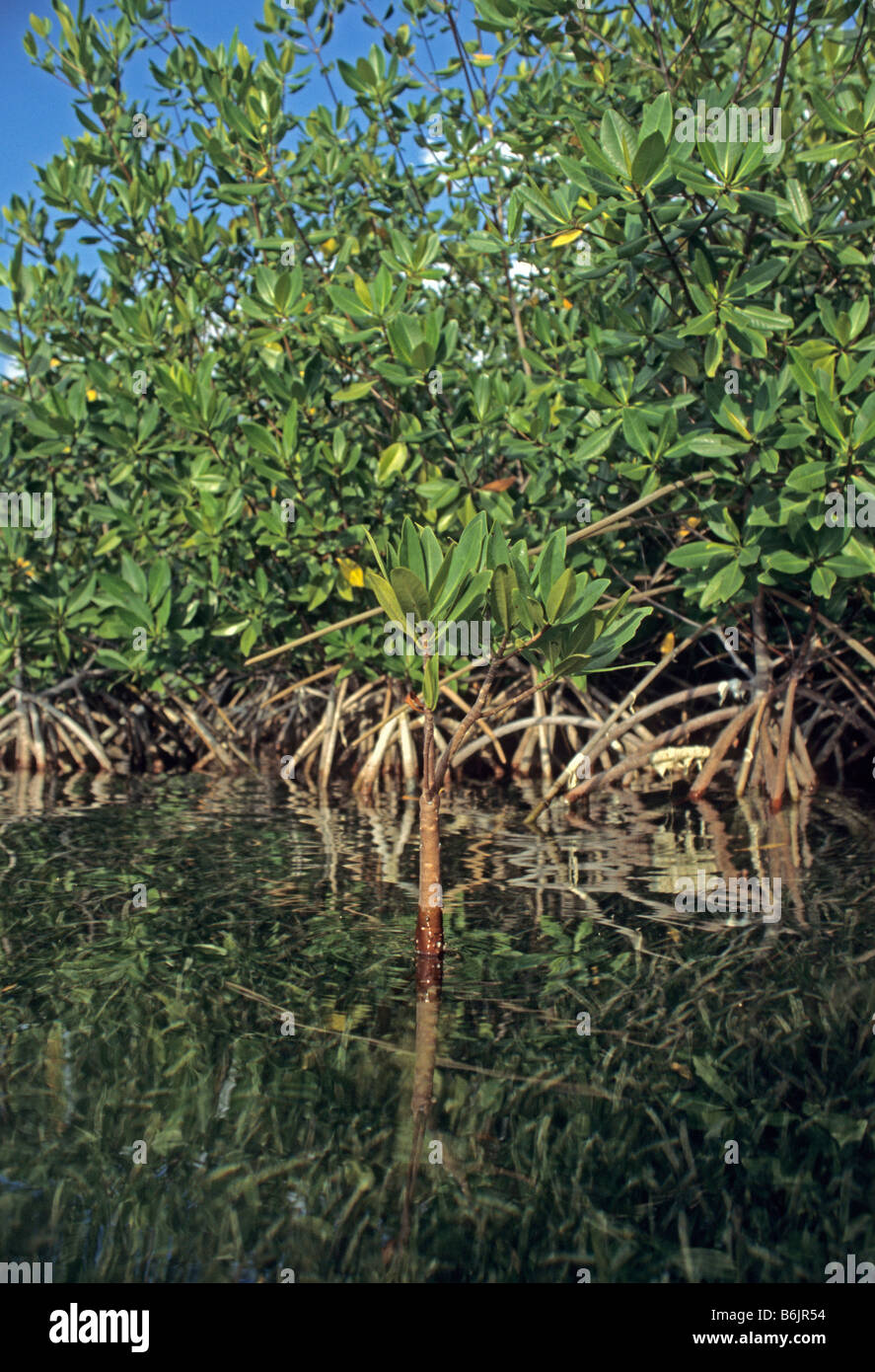 Costa Rica, Mangrove Stock Photo - Alamy