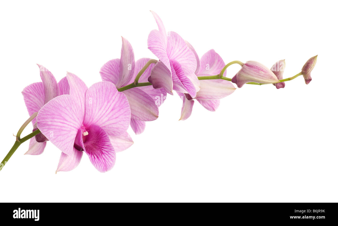dendrobium orchid isolated on white background Stock Photo