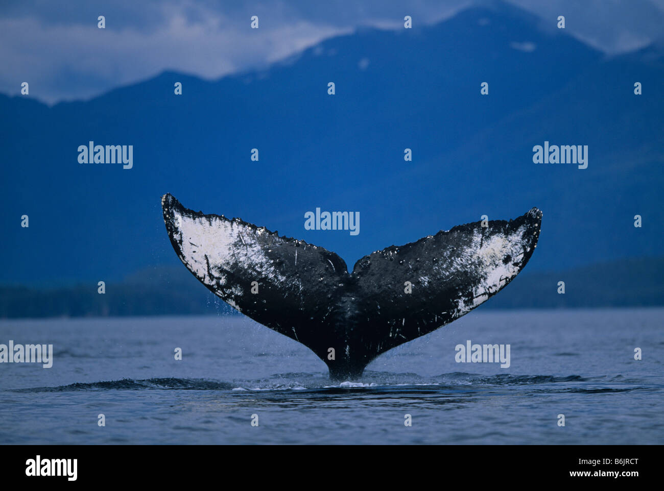Alaska, Tongass National Forest, Tail flukes of Humpback Whale (Megaptera novaengliae) sounding in Frederick Sound Stock Photo