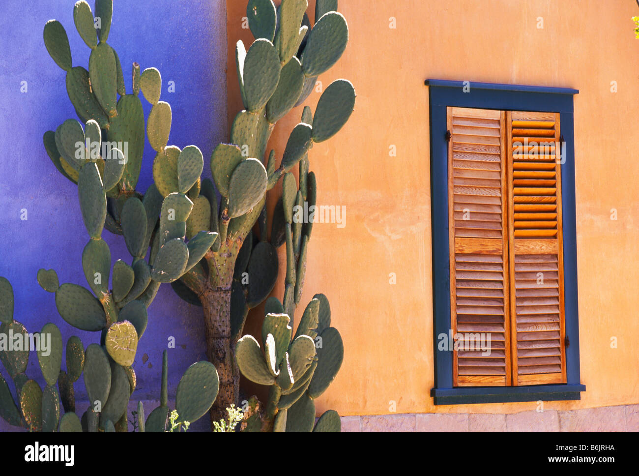 Southwestern Cactus (Opuntia dejecta) and window, Tucson, Arizona Stock