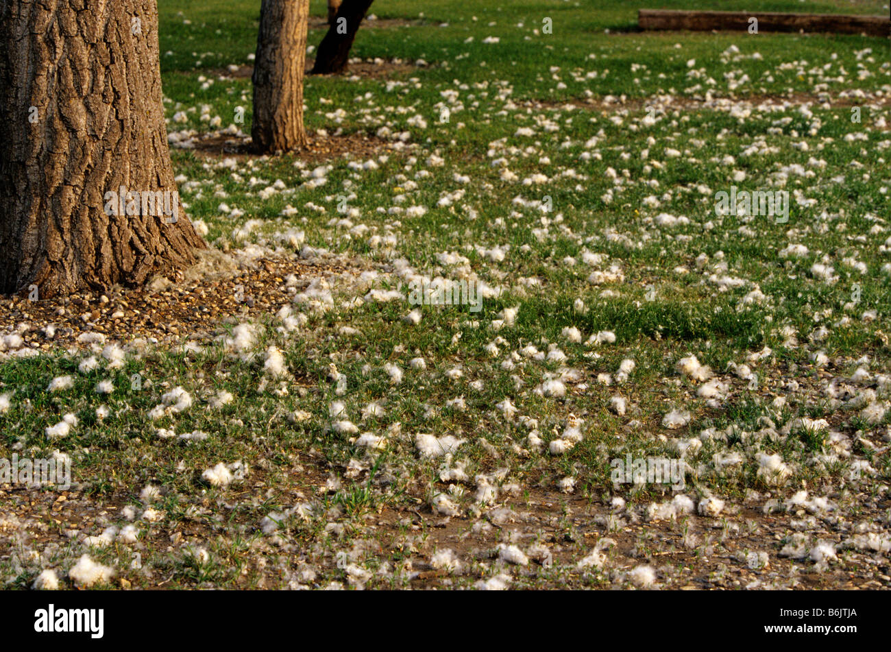 Cottonwood Tree Seeds litter the ground in North Dakota Stock Photo - Alamy