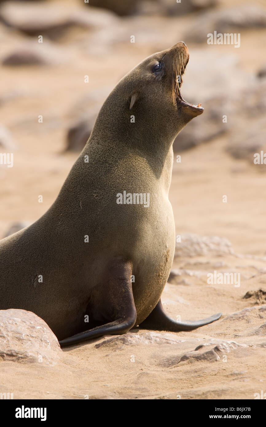 Cape Fur Seal Barking, Cape Cross, Namibia Stock Photo