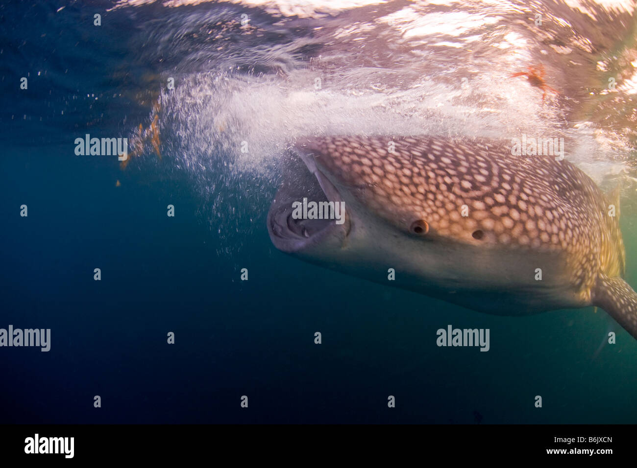 Djibouti Bay Of Tadjourah A Whale Shark Rhincodon Typus Feeds