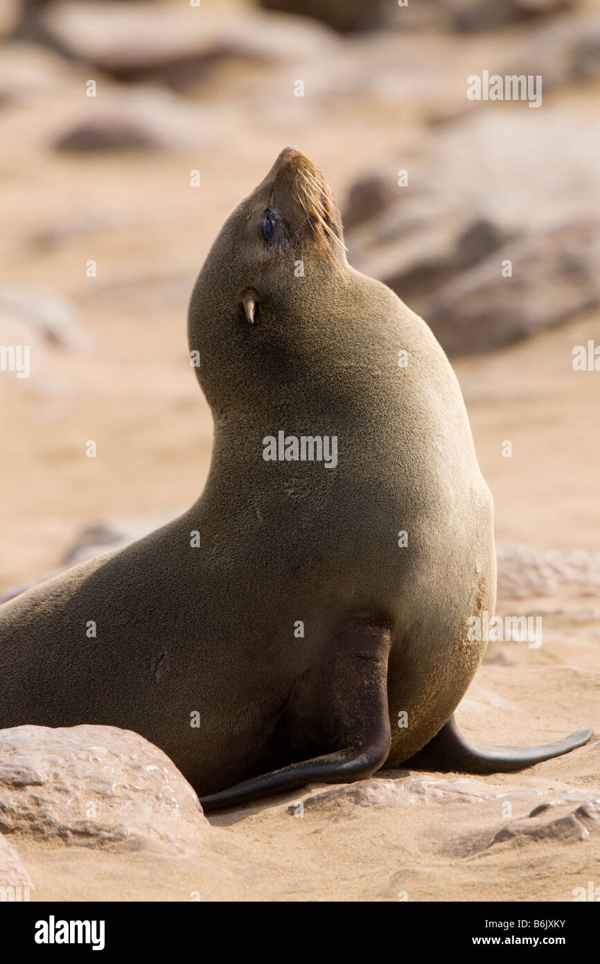 Cape Fur Seal Barking, Cape Cross, Namibia Stock Photo Alamy