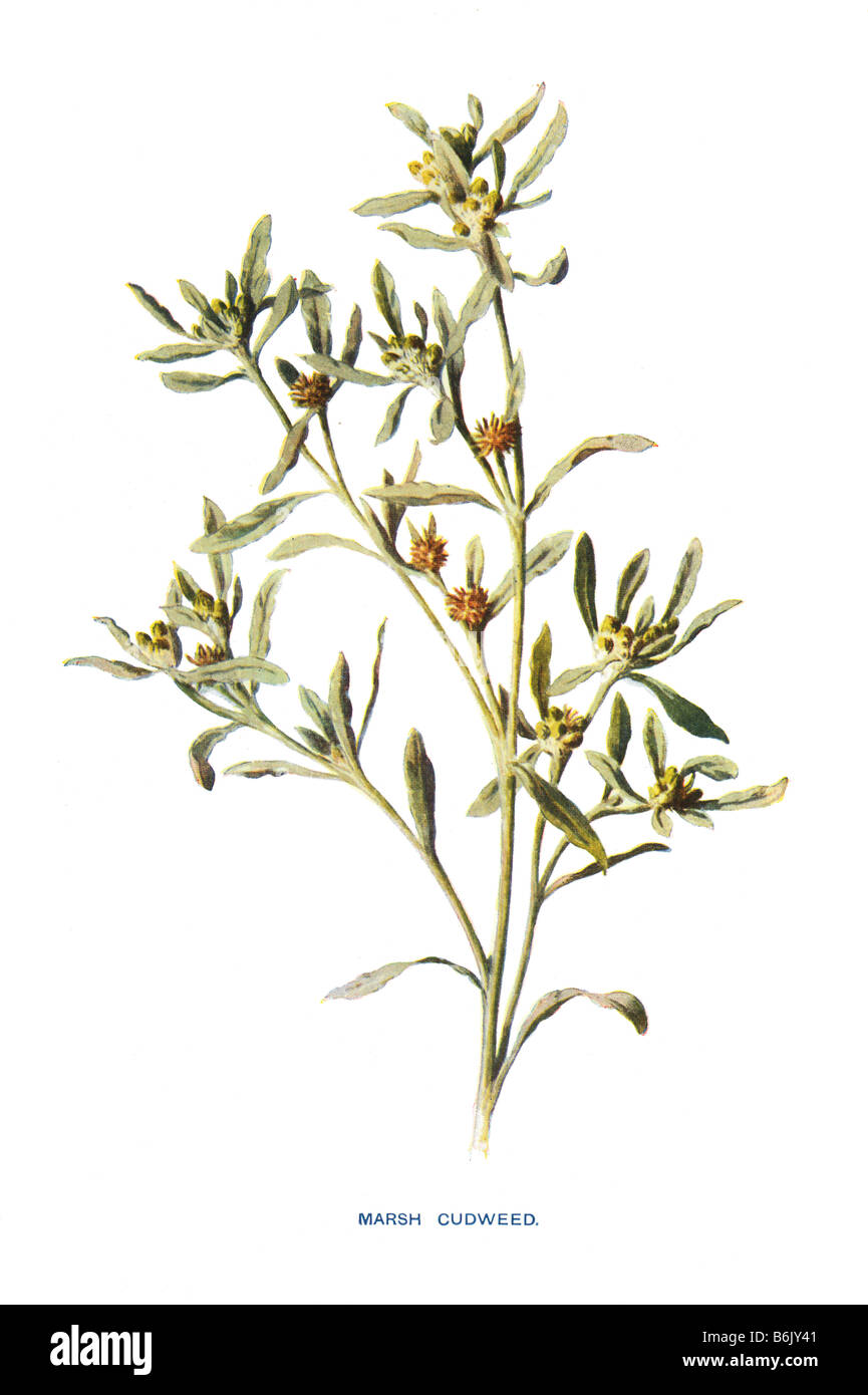 Marsh Cudweed Gnaphalium uliginosum 19th Century Illustration Frederick Edward Hulme b1841 d1909 Stock Photo