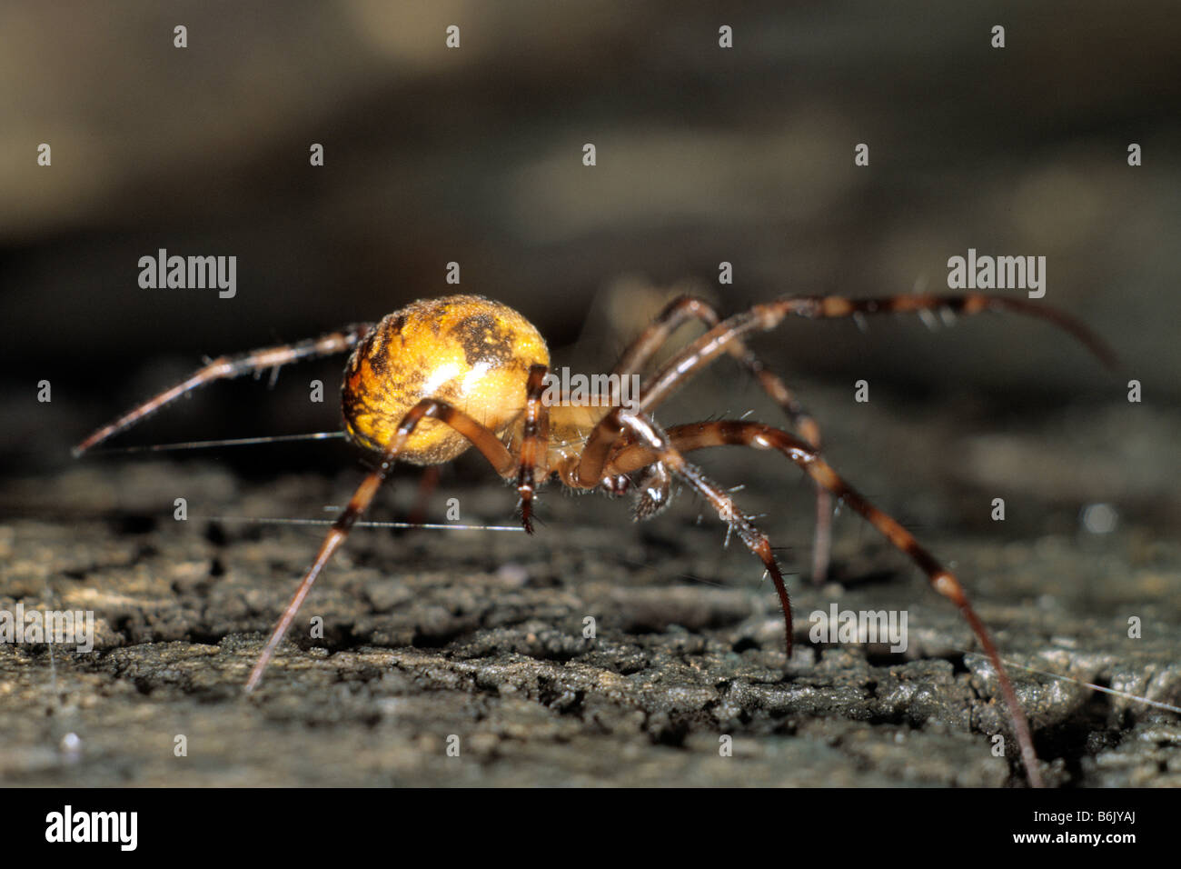 European Cave Spider, Cave Orbweaver (Meta menardi) Stock Photo