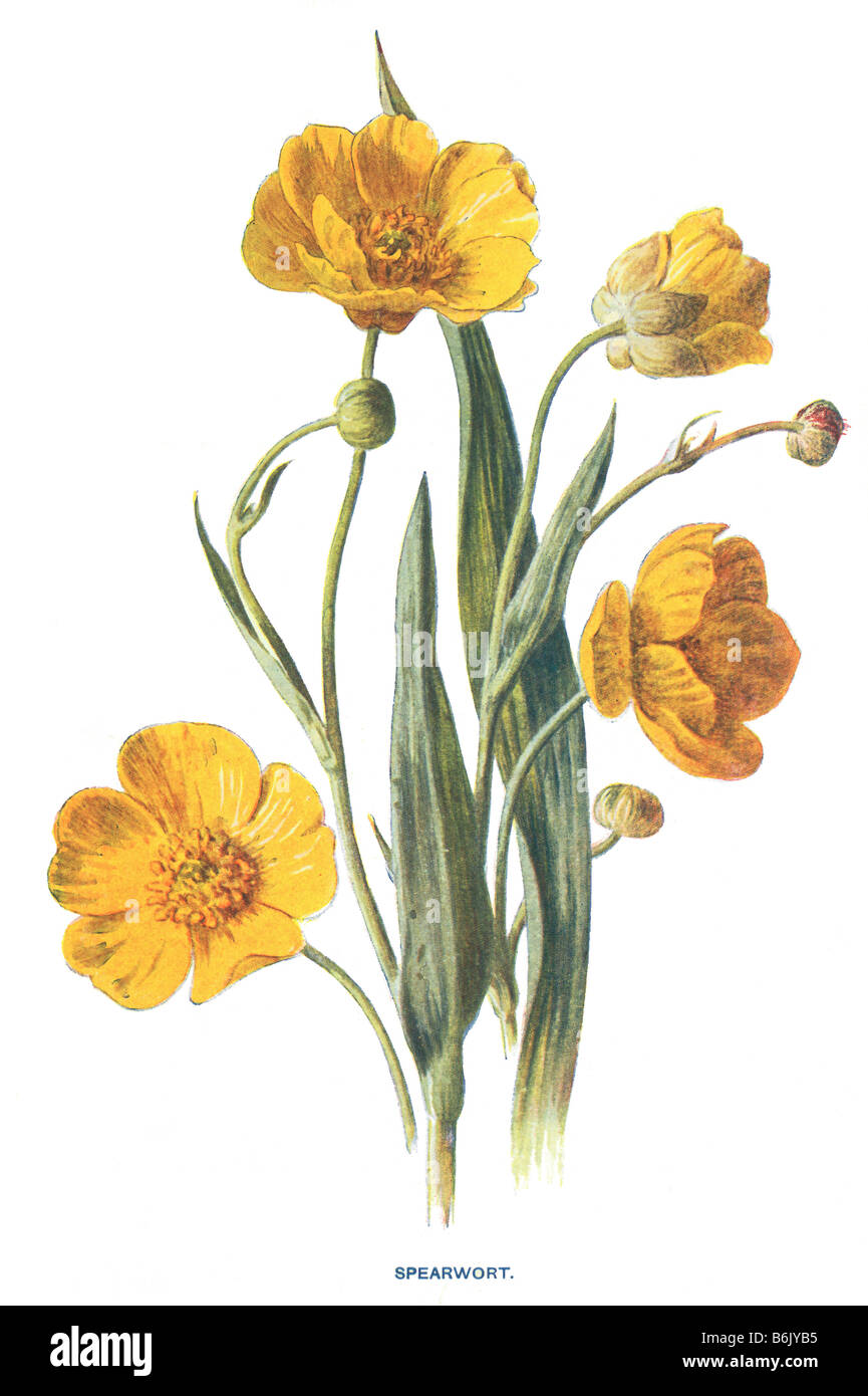 Spearwort Ranunculus lingua 19th Century Illustration Frederick Edward Hulme b1841 d1909 Stock Photo