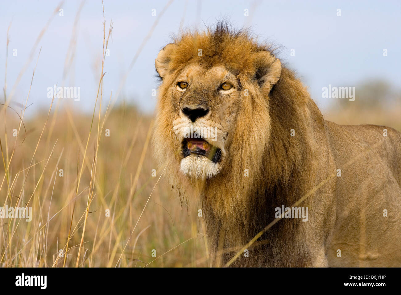 Male lion, Maasai Mara National Park, Kenya Stock Photo