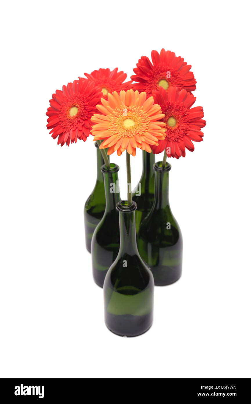 Group of gerberas on a white background Stock Photo