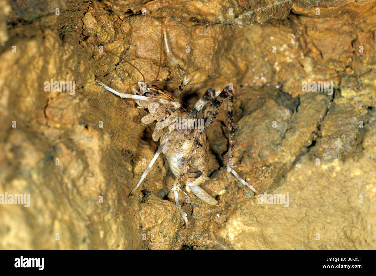 Cave Cricket (Troglophilus cavicola) Stock Photo