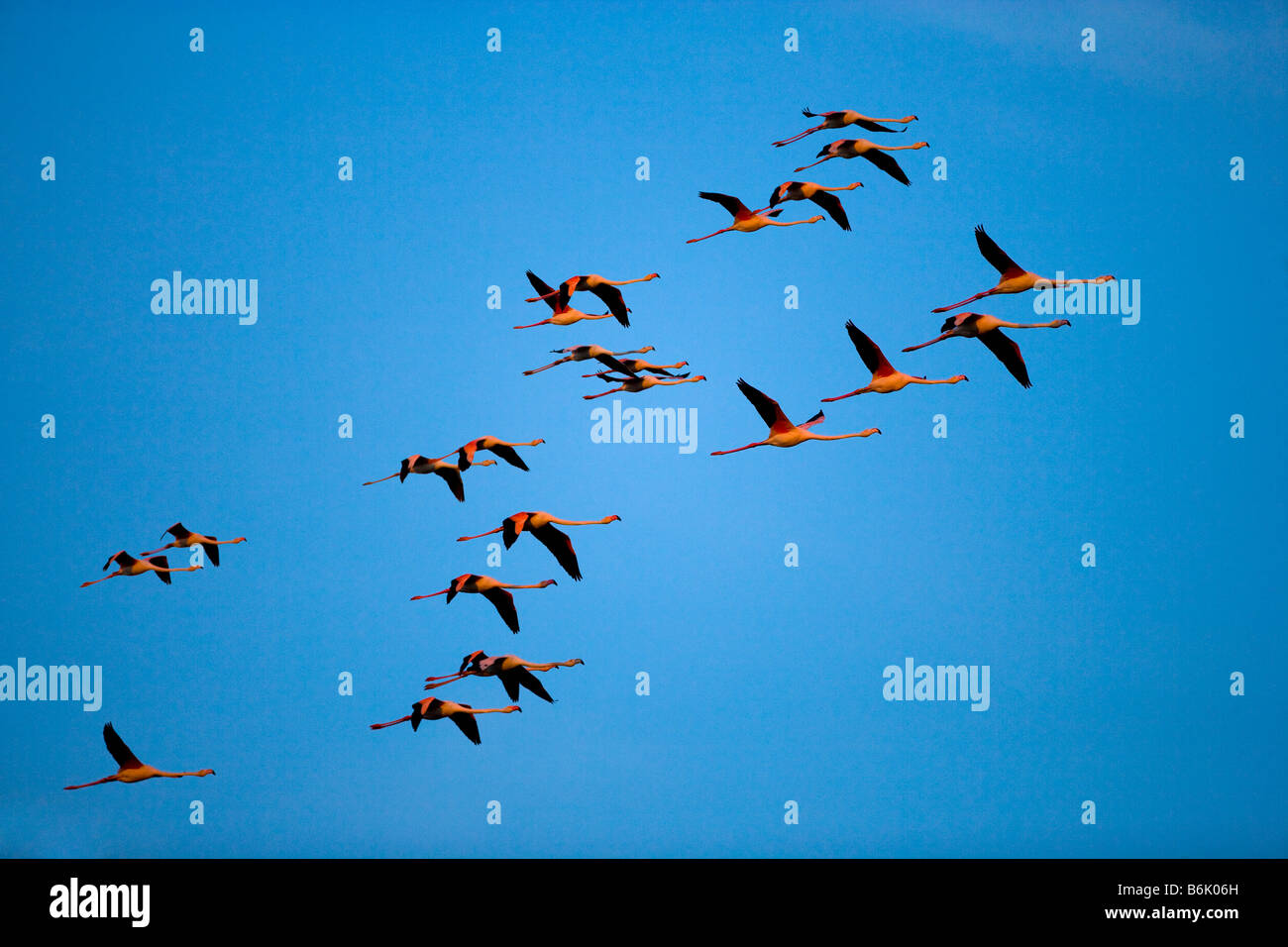 Flamingos in flight, Provence, France Stock Photo