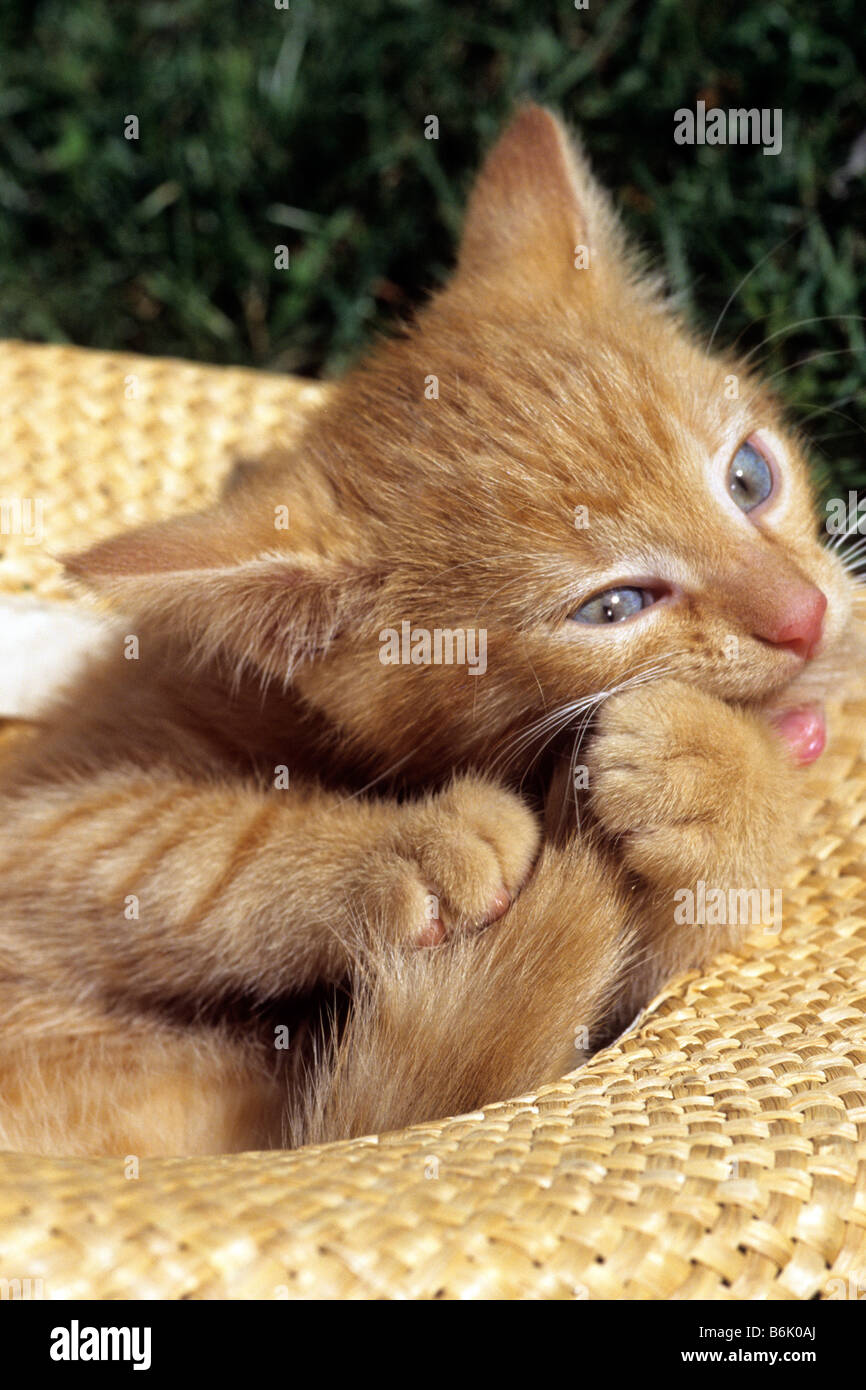 Domestic Cat (Felis silvestris, Felis catus), kitten lying in straw hat chewing its tail Stock Photo