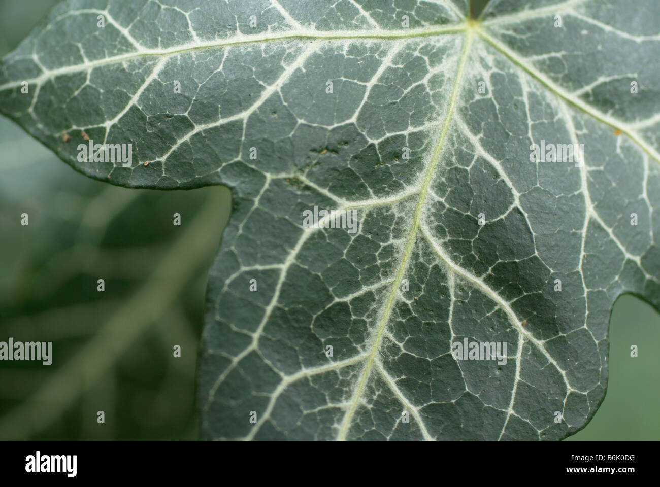 Close up of an ivy leaf in a church graveyard Stock Photo