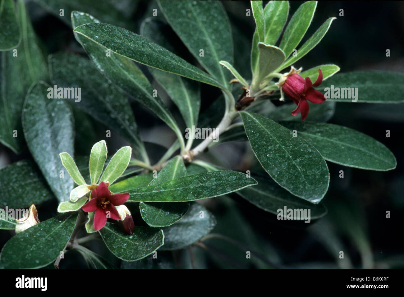 Karo (Pittosporum crassifolium), flowering twig Stock Photo