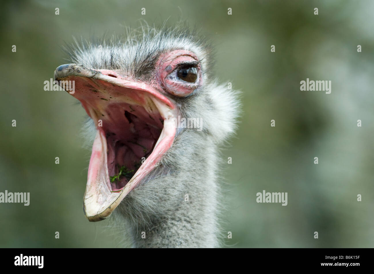 an ostrich with its beak wide open Struthio camelus Stock Photo