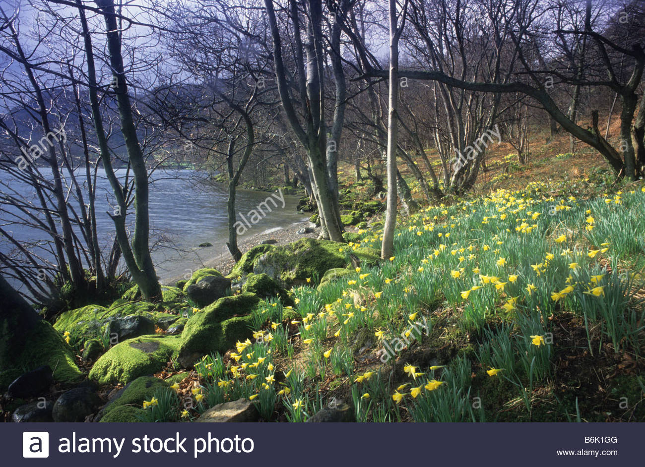 Wordsworth s Daffodils Narcissus pseudonarcissus Ullswater Lake Stock