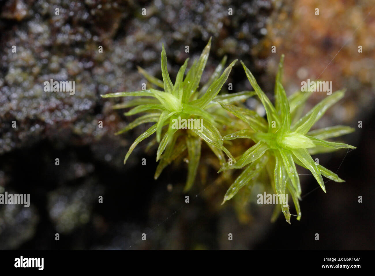 Moss, Atrichium undulatum, Atrichum undulatum, CATHERINE'S MOSS, Common Smoothcap Stock Photo