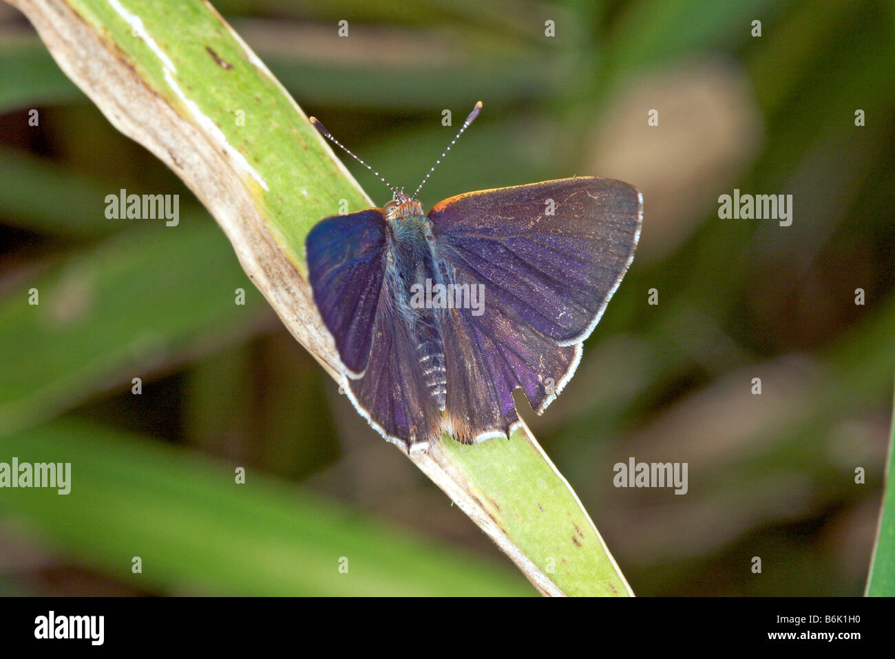 Silver-banded Hairstreak Chlorostrymon simaethis Stock Photo