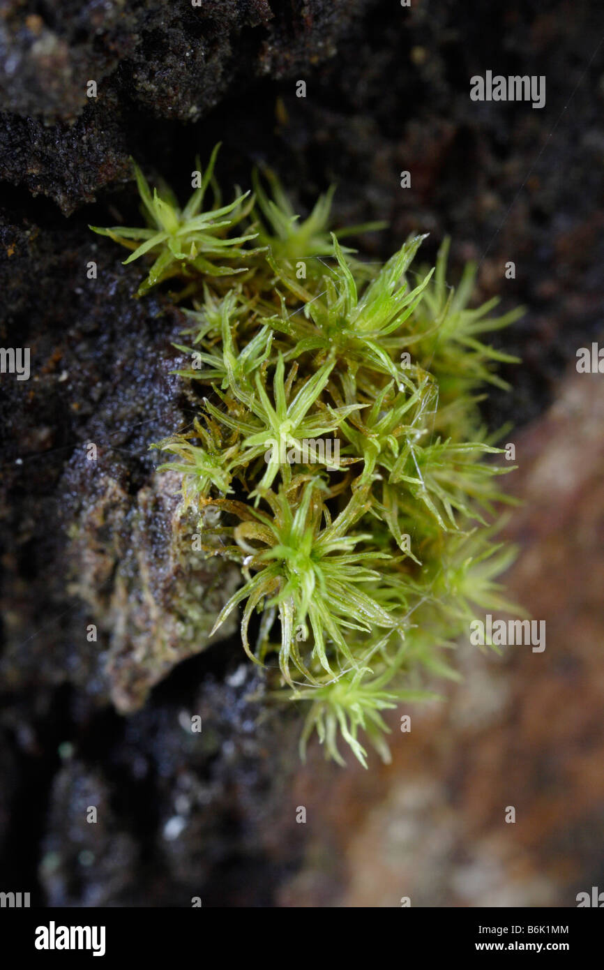 Moss, Atrichium undulatum, Atrichum undulatum, CATHERINE'S MOSS, Common Smoothcap Stock Photo