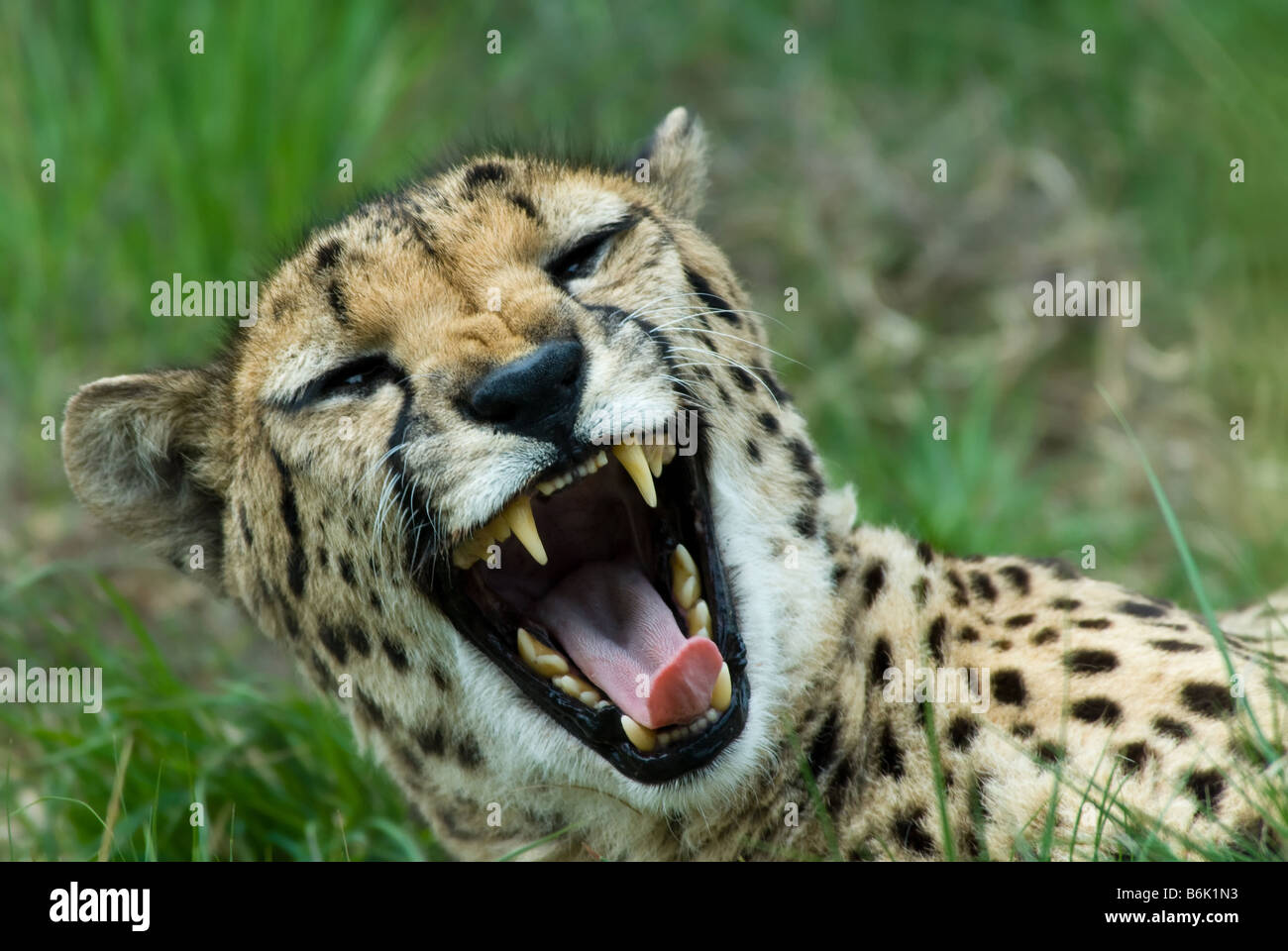 close up of a beautiful cheetah Acinonyx jubatus Stock Photo