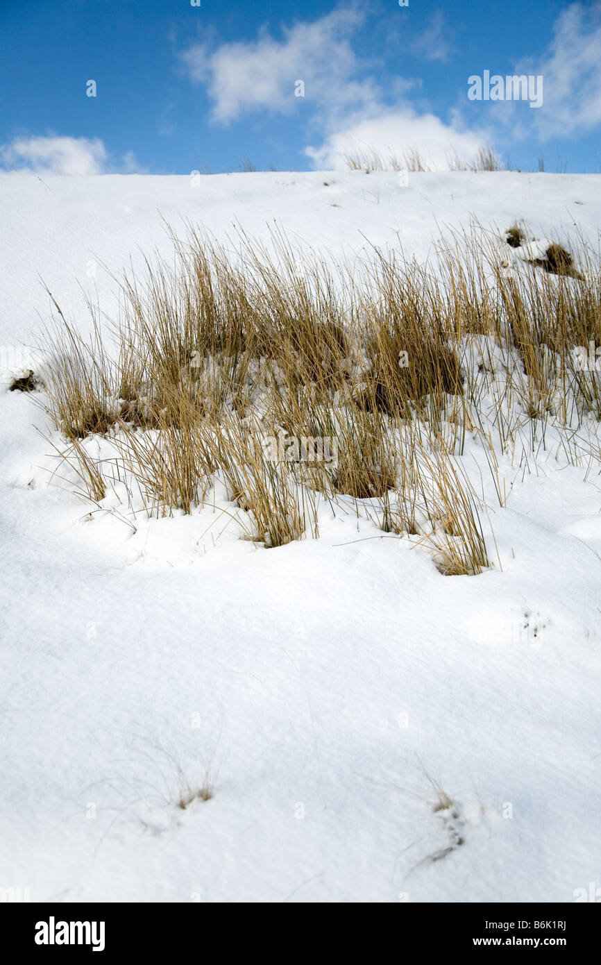 Marsh grass showing through snow on mountain side Stock Photo