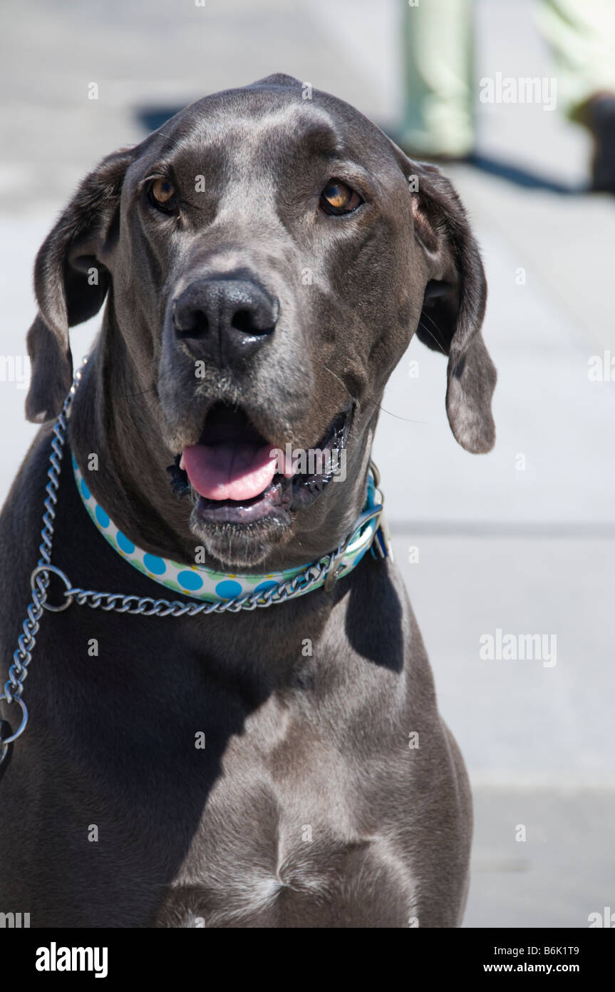 Black Labrador Retriever wearing a dog collar Stock Photo Alamy