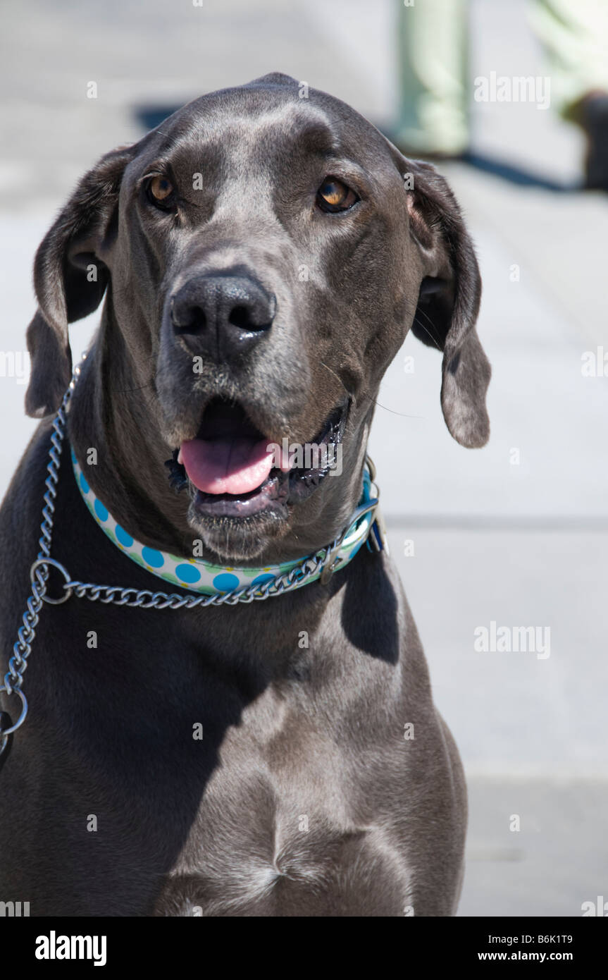 Black Labrador Retriever wearing a dog collar Stock Photo