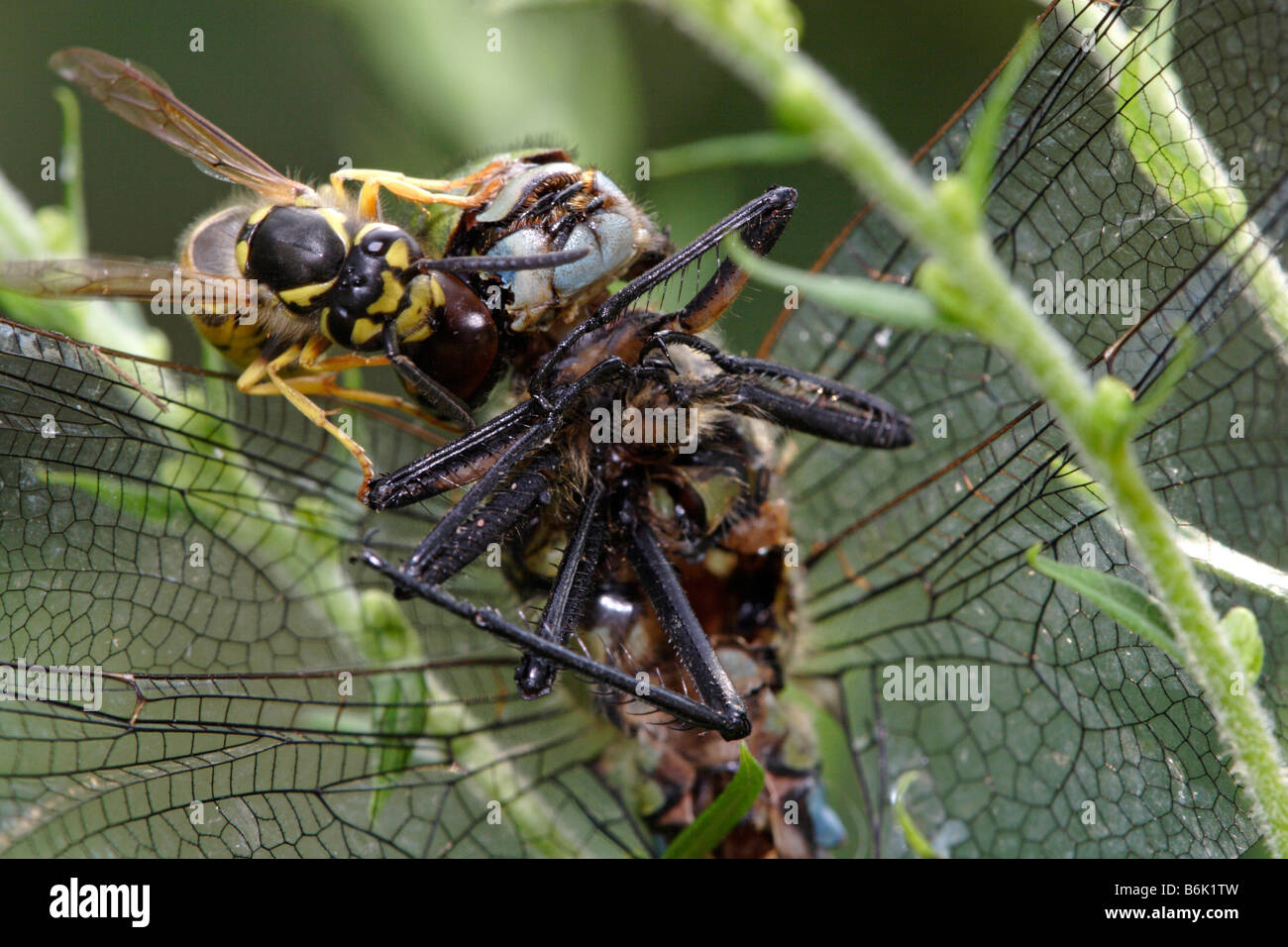 Dragonfly being eaten by wasp Stock Photo Alamy