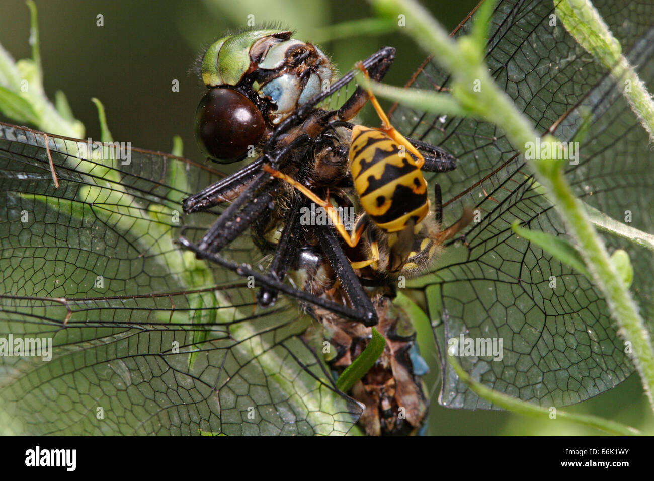 Dragonfly being eaten by wasp Stock Photo Alamy