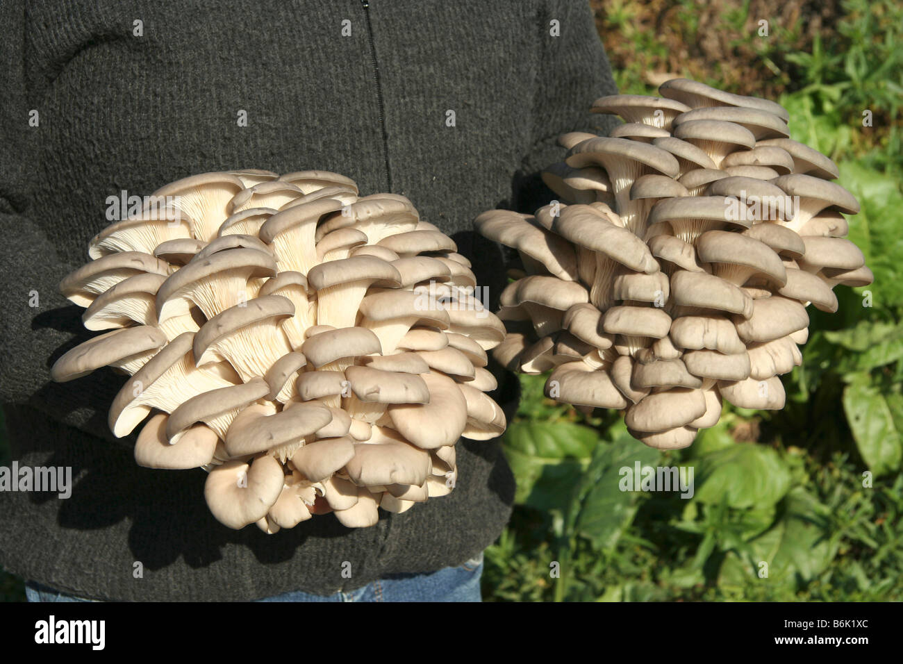 Oyster mushroom Pleurotus ostreatus. Greenhouse in Juneda, Catalonia
