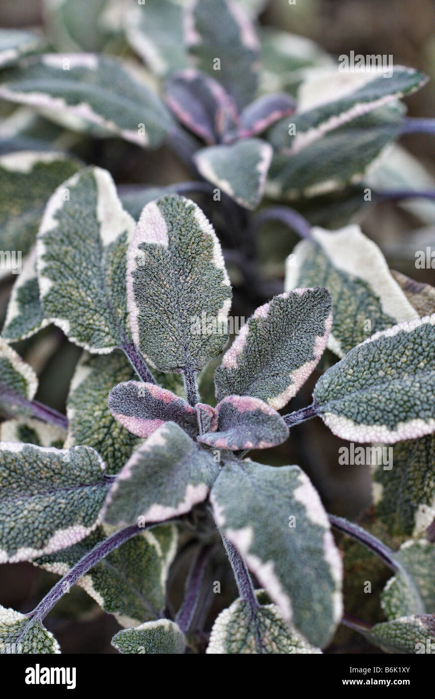 SALVIA OFFICINALIS TRICOLOR Stock Photo